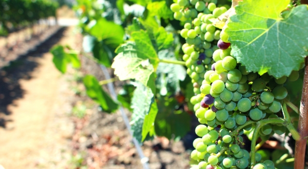 rabbit ranch vinevard